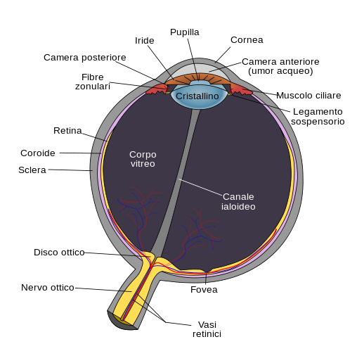 OcchioAnatomia